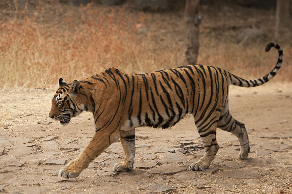 Read more about the article 583 tourists visited the park in Ranthambore on the second day