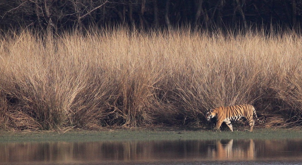 krishna tigress