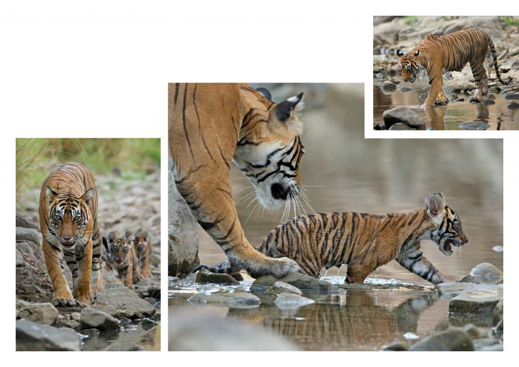 NOOR TIGRESS IN RANTHAMBORE