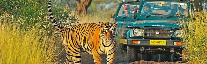 Read more about the article Ranthambore Weekend Tour Package
