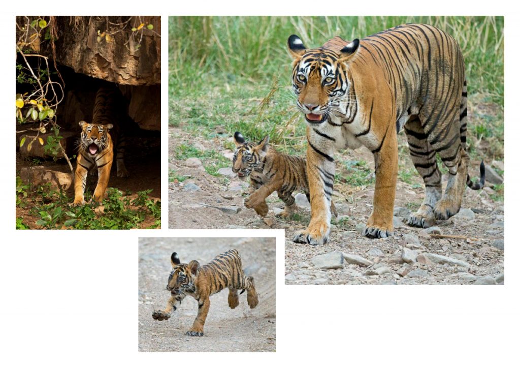 noor tigress cubs