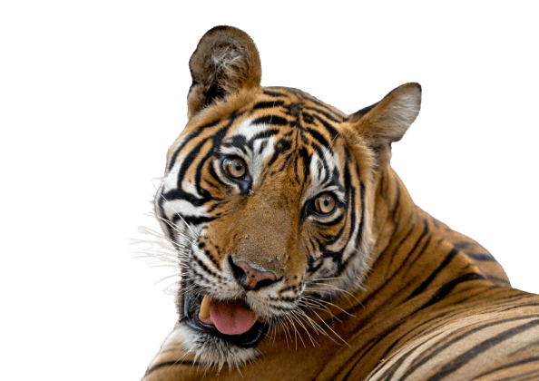 Noor Tigress
