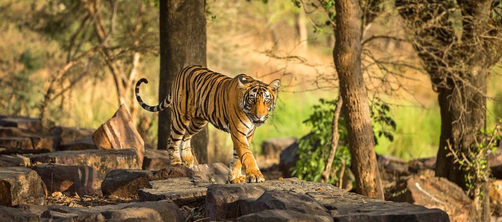 official website of Ranthambore