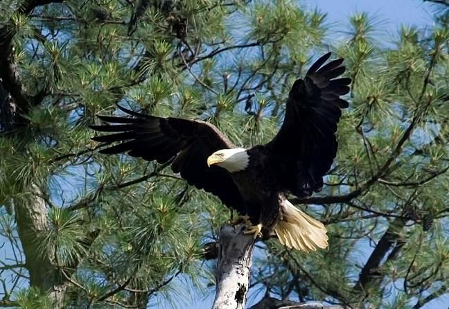 birs in ranthambore